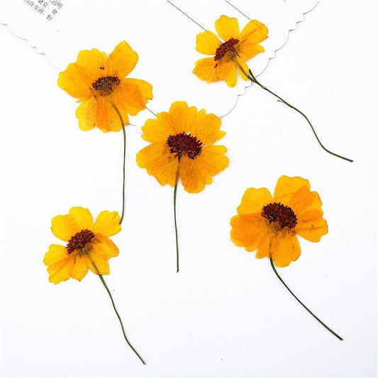 Pressed Chrysanthemum Flowers: Dark Yellow Dried Flower Stems, Set of 6