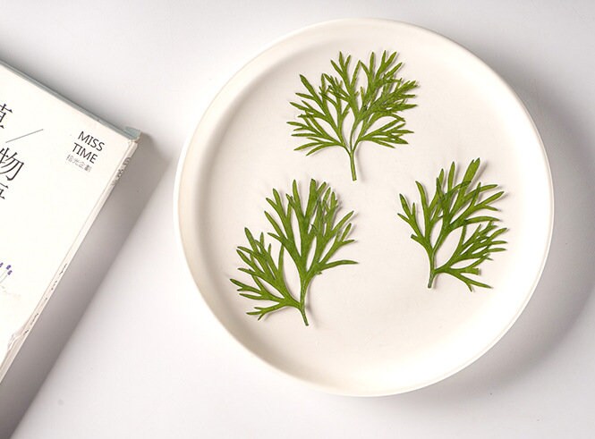 10 PCS Set Real Pressed Leaves,Pressed Green Leaves flower green leaves Floral real leaf flower Greeny