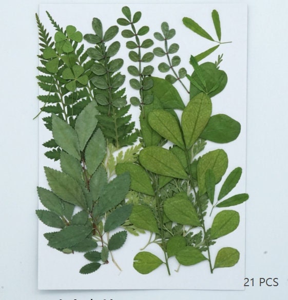 Pressed Green Leaves: Real Dried Flowers for Resin Crafts (21 PCS)