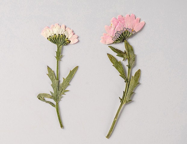 Pink Chrysanthemum Pressed Flowers - 10 PCS Dried Flower Stems