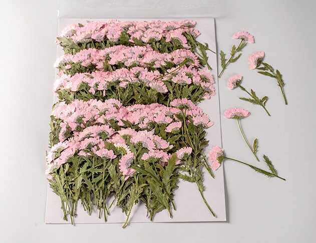 Pink Chrysanthemum Pressed Flowers - 10 PCS Dried Flower Stems