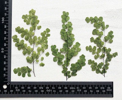 A Pack of 8 PCS Real Pressed Leaves,Adiantum Fern Pressed Green Leave flower ferns green leaves Floral real leaf flower Greeny Foliage Stems