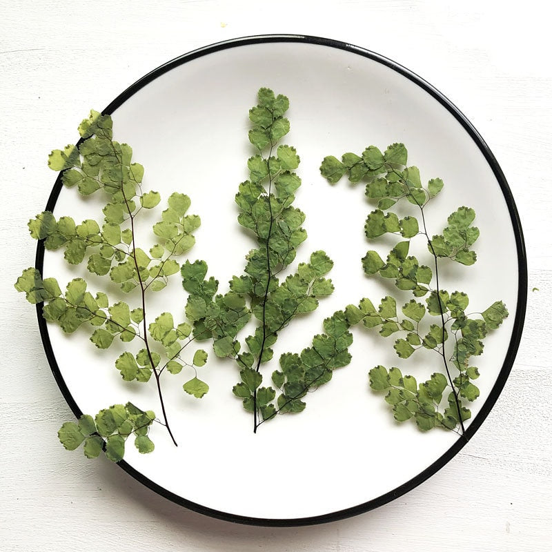 A Pack of 8 PCS Real Pressed Leaves,Adiantum Fern Pressed Green Leave flower ferns green leaves Floral real leaf flower Greeny Foliage Stems