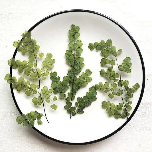 A Pack of 8 PCS Real Pressed Leaves,Adiantum Fern Pressed Green Leave flower ferns green leaves Floral real leaf flower Greeny Foliage Stems