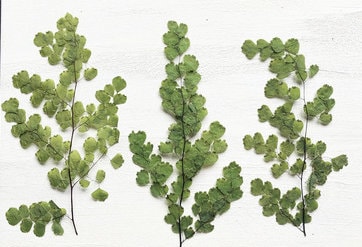A Pack of 8 PCS Real Pressed Leaves,Adiantum Fern Pressed Green Leave flower ferns green leaves Floral real leaf flower Greeny Foliage Stems