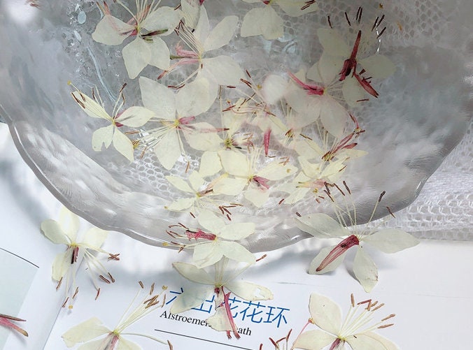 Pressed White Gaura Flowers: Beige Dried Floral Embellishments (12 PCS/Pack)