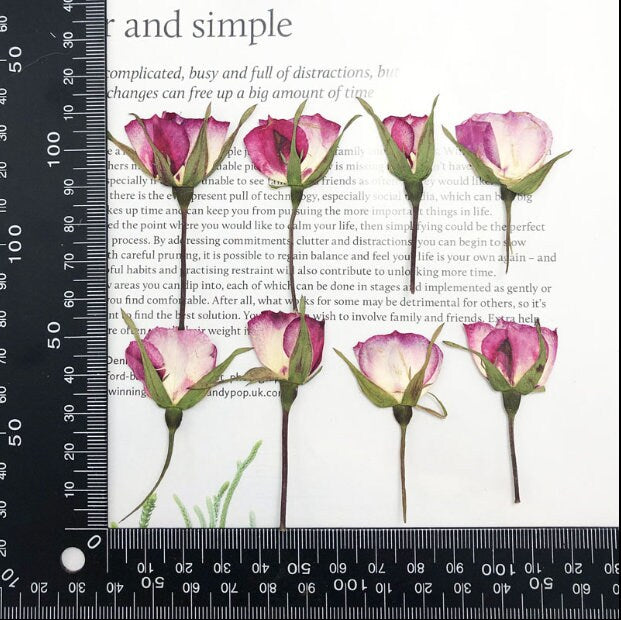 Pressed Purple Rose Buds: Dried Flowers for Crafts (12 PCS/Pack)
