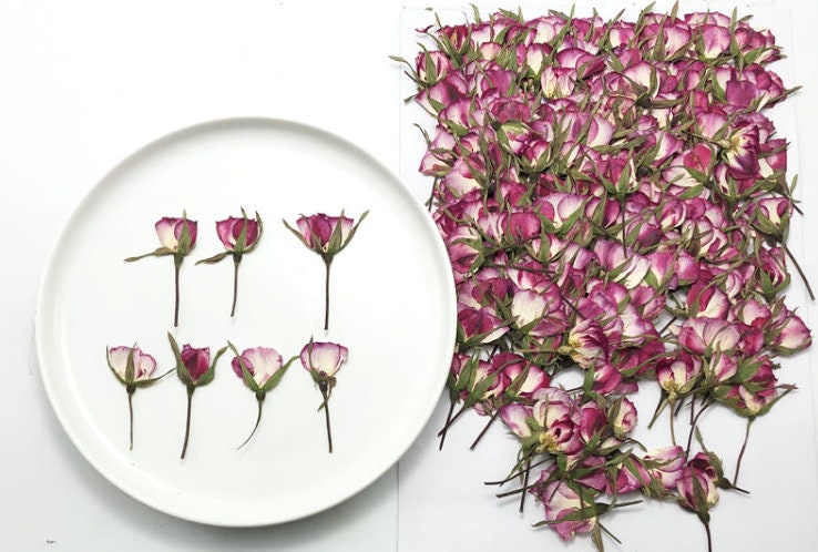 Pressed Purple Rose Buds: Dried Flowers for Crafts (12 PCS/Pack)