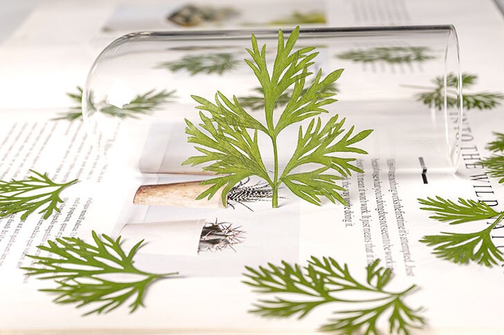 10 PCS Set Real Pressed Leaves,Pressed Green Leaves flower green leaves Floral real leaf flower Greeny