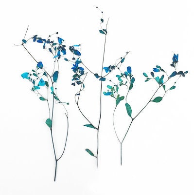 10 PCS Pressed Dried Flowers: Colorful Flat Flower Stems (7-10CM)