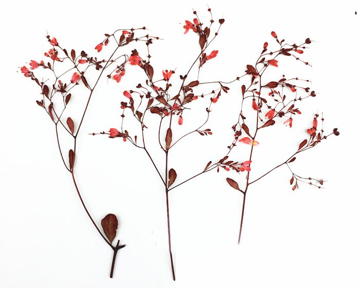 10 PCS Pressed Dried Flowers: Colorful Flat Flower Stems (7-10CM)