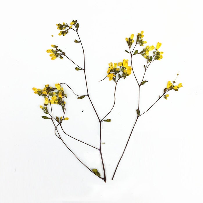 10 PCS Pressed Dried Flowers: Colorful Flat Flower Stems (7-10CM)