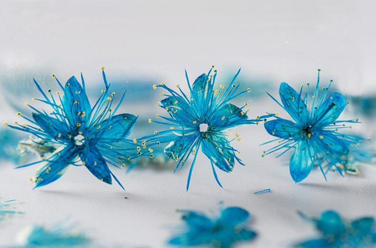 Pressed flower,Pressed Symplocos paniculata,12 PCS/Pack,blue dried flower,Real blue flower,dried flower petals,Small dried flowers