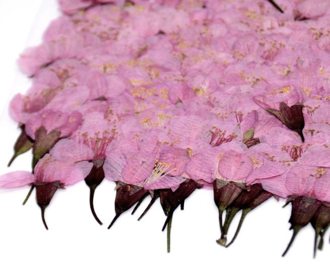 Dried Cherry Blossoms: Pressed Flower Floral, 12 PCS