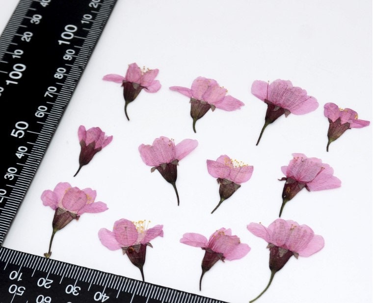 Dried Cherry Blossoms: Pressed Flower Floral, 12 PCS