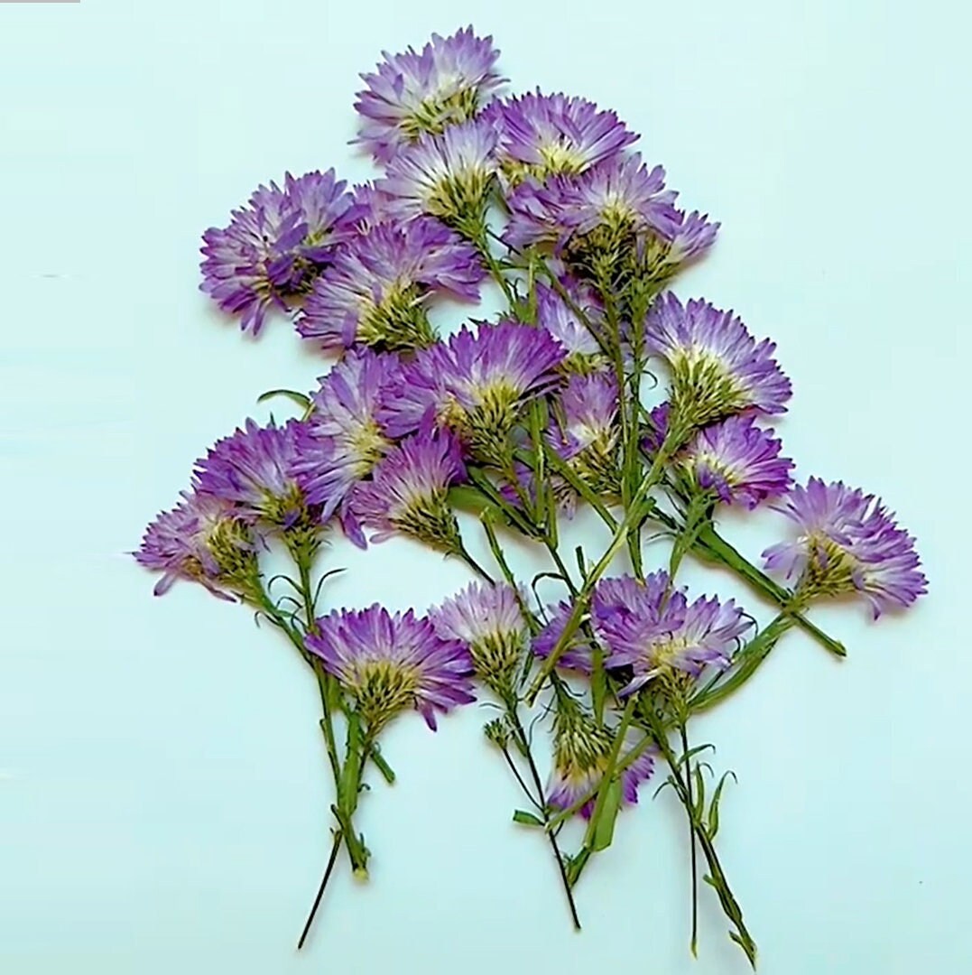 Purple Pressed New York Aster Flowers - 6 PCS - Wedding Invitation Decor