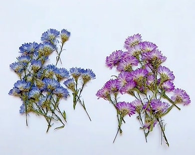Pressed flowers,blue pressed flowers,6 PCS/Pack,purple New York aster flower,dried pressed purple Blue flower,Wedding Flowers Invitaion