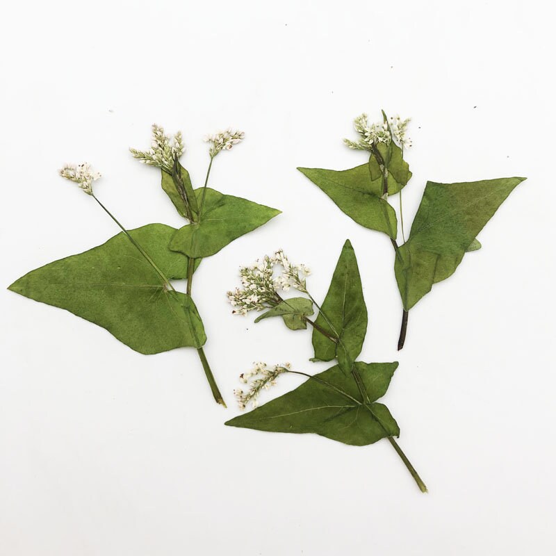 12 PCS/ Pack Dried Pressed Flowers,Pink Buckwheat flower Stems, Real Dry White Buckwheat Pressed flower Stems,Dry Preserved Flowers