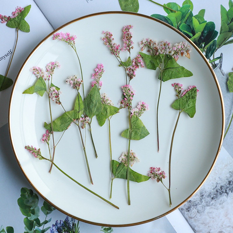 12 PCS/ Pack Dried Pressed Flowers,Pink Buckwheat flower Stems, Real Dry White Buckwheat Pressed flower Stems,Dry Preserved Flowers