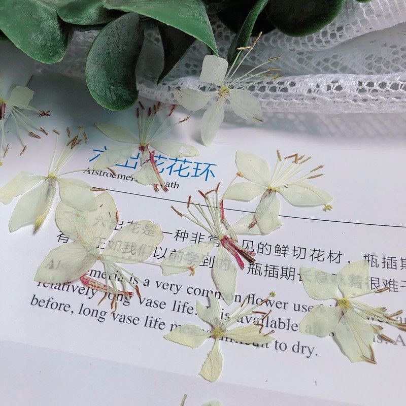 Pressed White Gaura Flowers: Beige Dried Floral Embellishments (12 PCS/Pack)