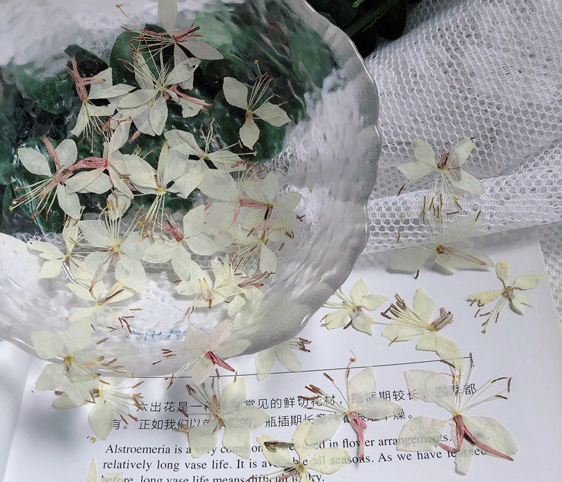 Pressed White Gaura Flowers: Beige Dried Floral Embellishments (12 PCS/Pack)