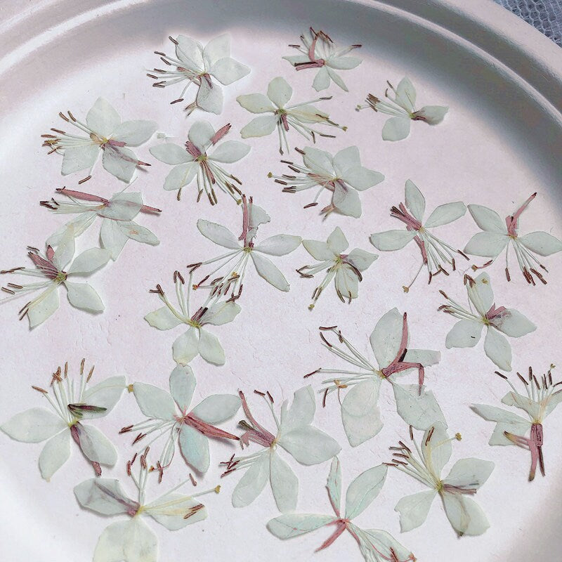 Pressed White Gaura Flowers: Beige Dried Floral Embellishments (12 PCS/Pack)