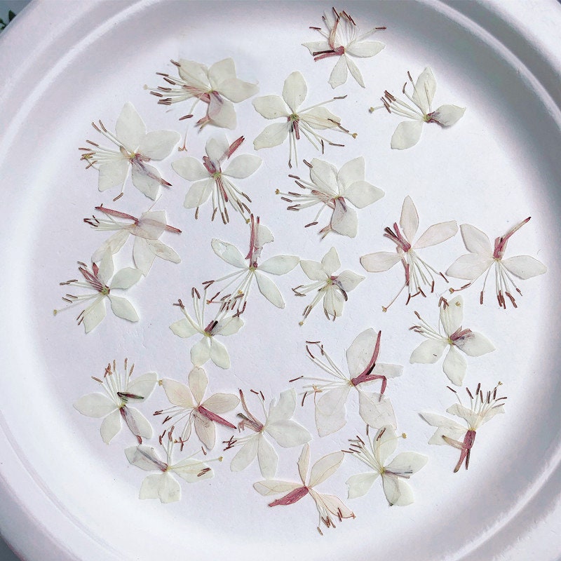 Pressed White Gaura Flowers: Beige Dried Floral Embellishments (12 PCS/Pack)