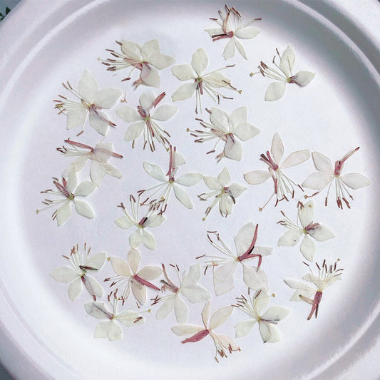 Pressed White Gaura Flowers: Beige Dried Floral Embellishments (12 PCS/Pack)
