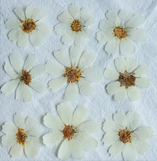 Brown White Pressed Flat Flowers,6 PCS/Pack,Galsang flower pressed flower,Pressed Dry flower Large White Dried flowers  (6-10cm)