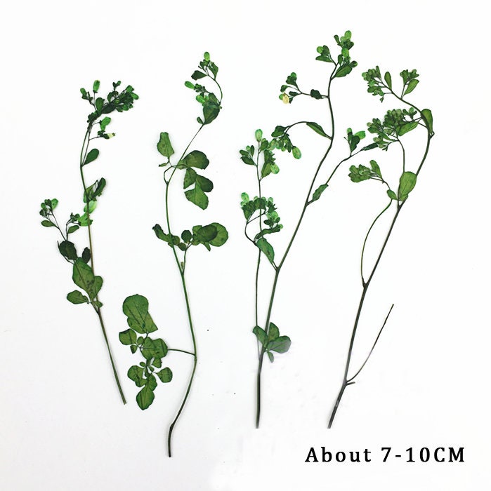10 PCS Pressed Dried Flowers: Colorful Flat Flower Stems (7-10CM)