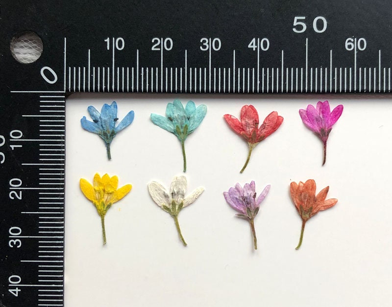 20 PCS Pressed Flowers: Red, Orange, Blue, Purple, White & Yellow