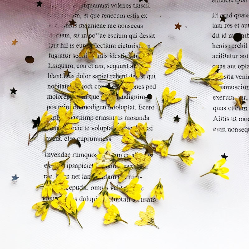 20 PCS Pressed Flowers: Red, Orange, Blue, Purple, White & Yellow