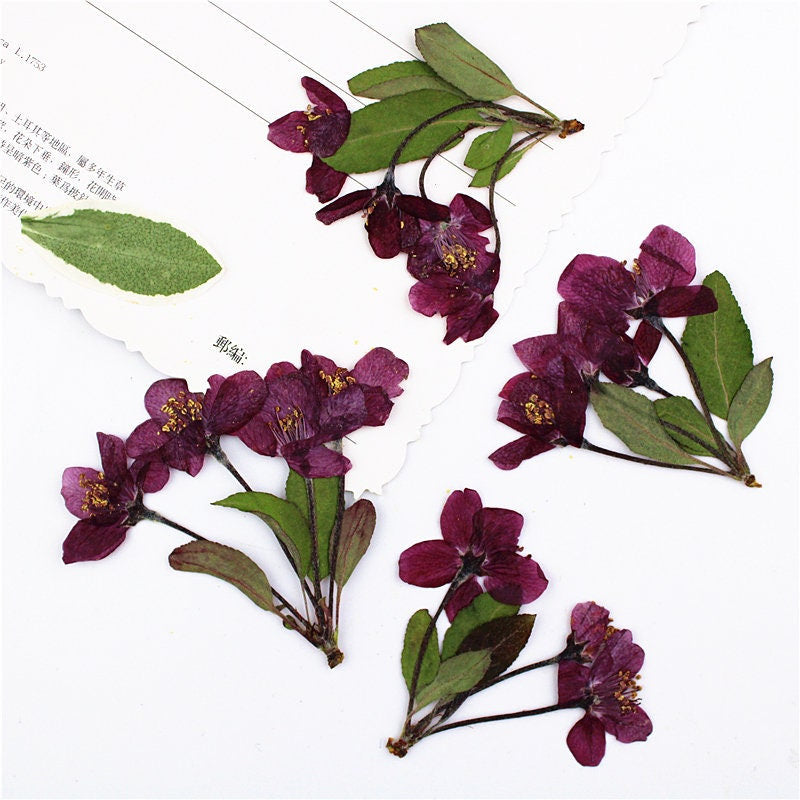 Pressed Dried Begonia Flowers: Natural Floral DIY Craft (6 PCS)