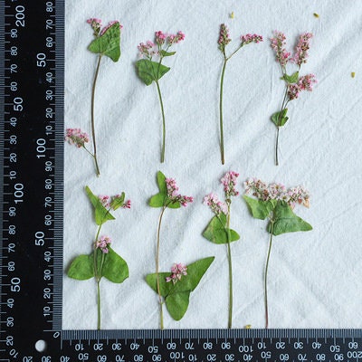 12 PCS/ Pack Dried Pressed Flowers,Pink Buckwheat flower Stems, Real Dry White Buckwheat Pressed flower Stems,Dry Preserved Flowers
