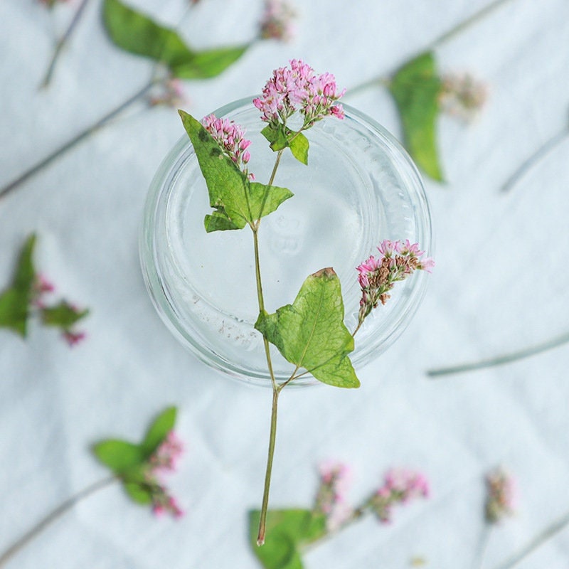 12 PCS/ Pack Dried Pressed Flowers,Pink Buckwheat flower Stems, Real Dry White Buckwheat Pressed flower Stems,Dry Preserved Flowers