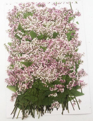 12 PCS/ Pack Dried Pressed Flowers,Pink Buckwheat flower Stems, Real Dry White Buckwheat Pressed flower Stems,Dry Preserved Flowers