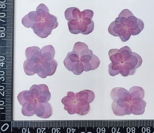 Pressed Purple Hydrangea Flowers: Dried Flat Flower Pack (12 PC) Pressed dry flowers