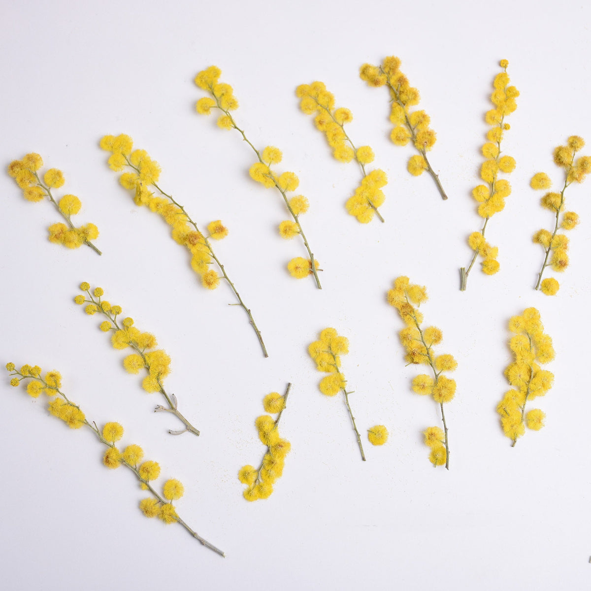 Yellow Pressed Flower Stems: Natural Dried Flowers, 8 PCS