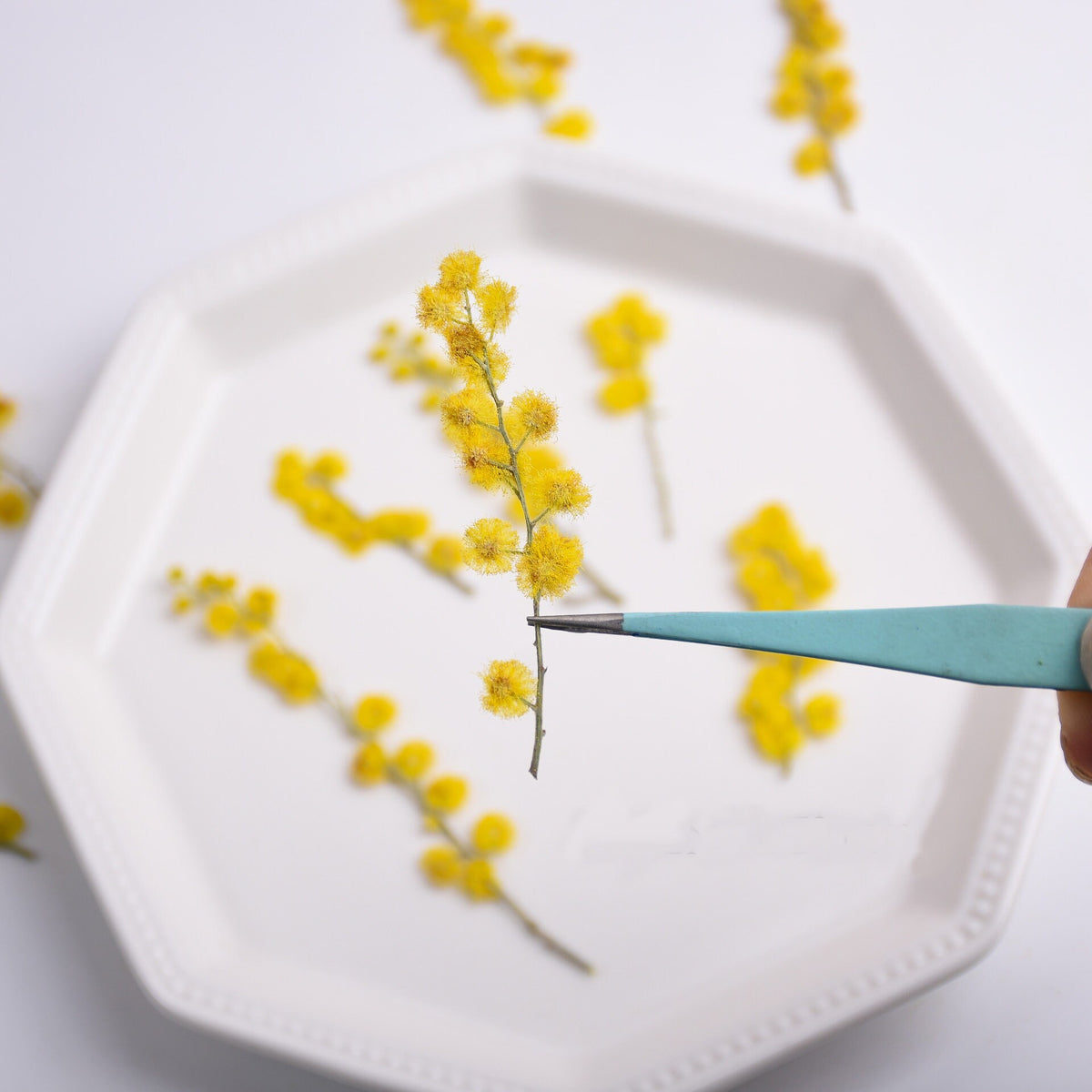 Yellow Pressed Flower Stems: Natural Dried Flowers, 8 PCS