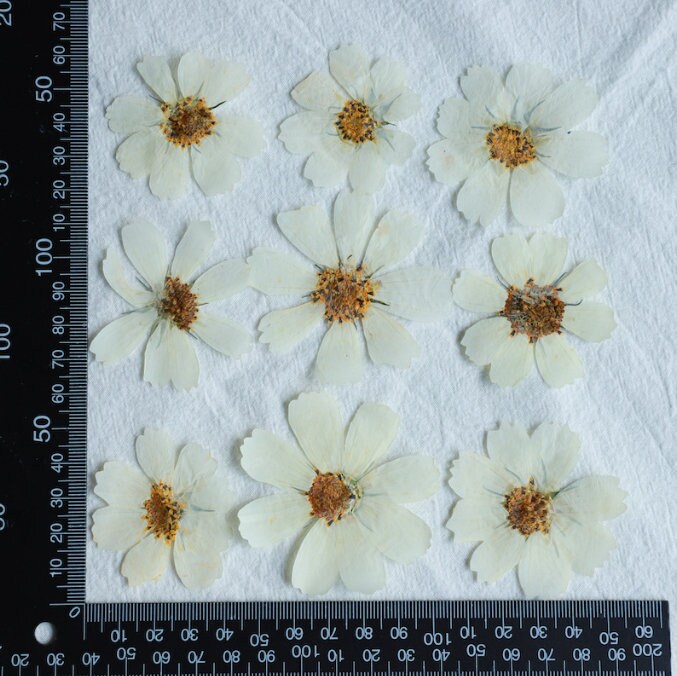 Brown White Pressed Flat Flowers,6 PCS/Pack,Galsang flower pressed flower,Pressed Dry flower Large White Dried flowers  (6-10cm)