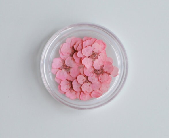 20PCS Pink Pressed Flowers: Small Dried Narcissus (0.5-0.8cm)