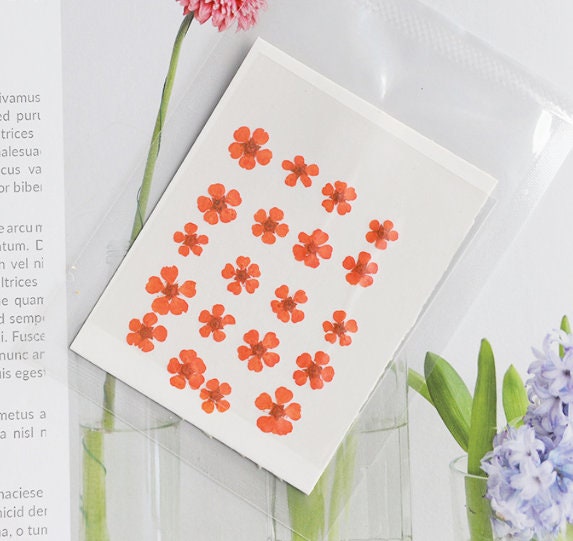 pressed flowers,orange pressed flowers,20 PCS/Pack,Small Nail Dried Flower, orange Dried flower,Small Narcissus,orange flower（0.5-0.8cm)