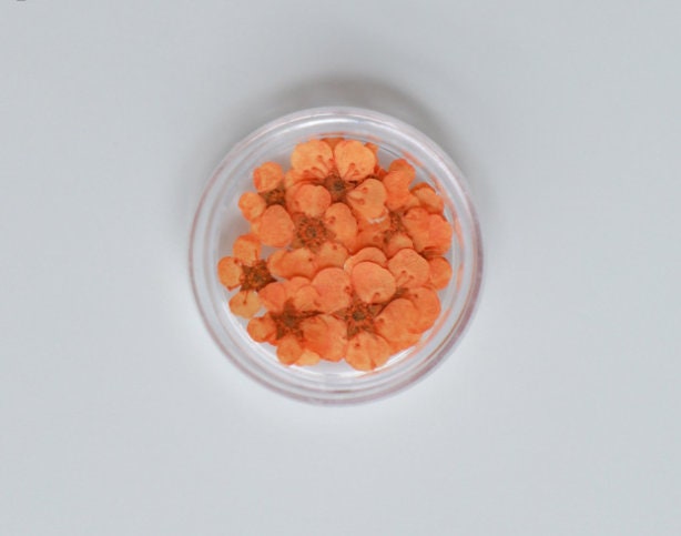 pressed flowers,orange pressed flowers,20 PCS/Pack,Small Nail Dried Flower, orange Dried flower,Small Narcissus,orange flower（0.5-0.8cm)