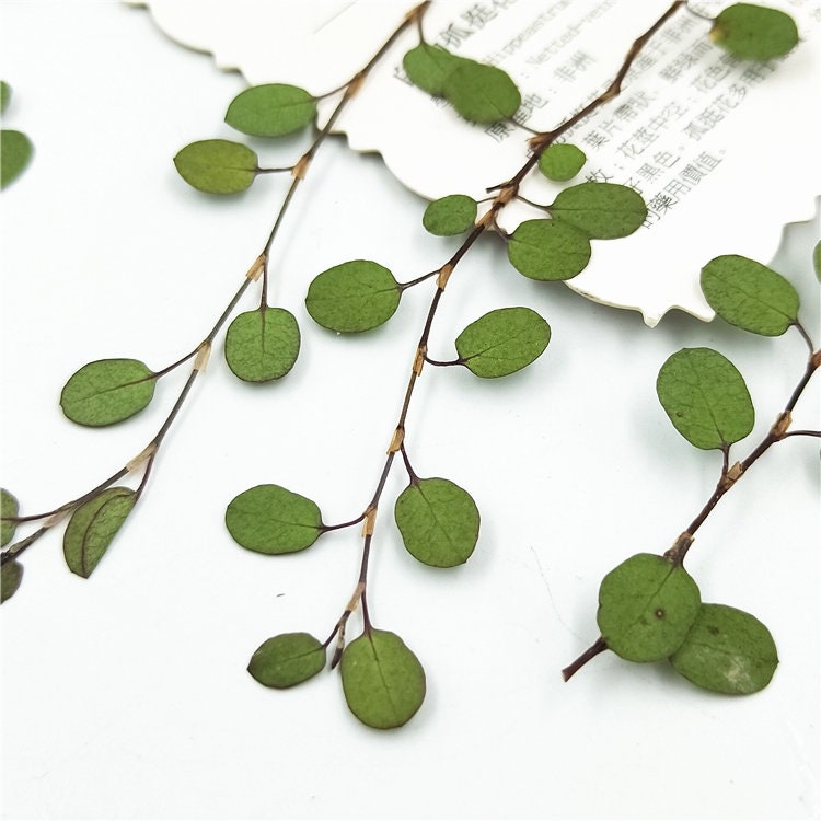 12 PCS Dried Chiba Leaves: Pressed Botanicals, Village Craft Decor