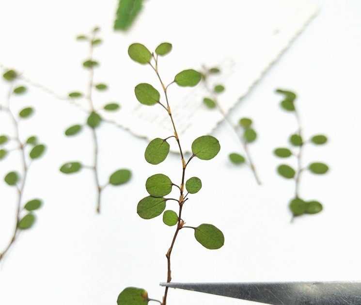 12 PCS Dried Chiba Leaves: Pressed Botanicals, Village Craft Decor
