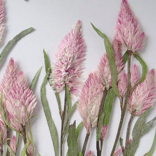 pressed flowers,Pink pressed flowers,dried flower,A Pack of 8 PCS, pink flower,resin flowers, Scrapbook flowers