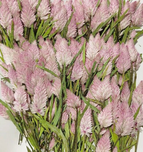 pressed flowers,Pink pressed flowers,dried flower,A Pack of 8 PCS, pink flower,resin flowers, Scrapbook flowers