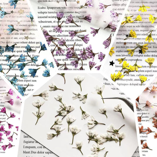 20 PCS Pressed Flowers: Red, Orange, Blue, Purple, White & Yellow