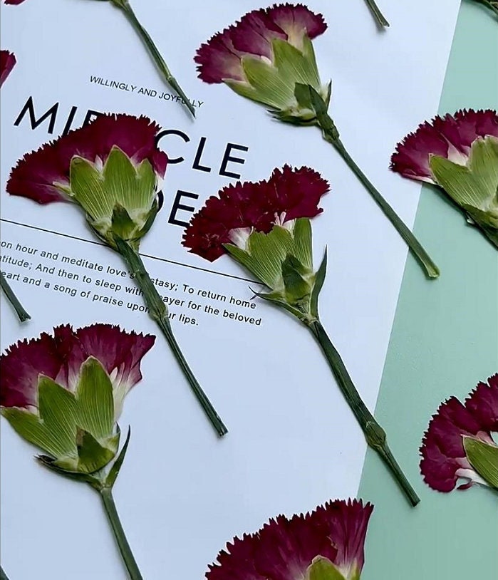 Pressed flowers,Carnation stems dry,half Carnation 6 PCS/pack,dry Pressed flowers,dried flower,Red Dried Pressed flower,Carnation flower