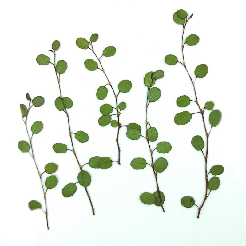 12 PCS Dried Chiba Leaves: Pressed Botanicals, Village Craft Decor